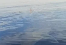 Λευκός καρχαρίας εμφανίστηκε στη θαλάσσια περιοχή της Καρπάθου- Καθησυχάζουν οι επιστήμονες (VIDEO)