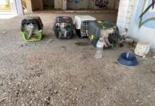 Επιχορήγηση 7.200€ στον Δήμο Καλύμνου για τα αδέσποτα ζώα συντροφιάς