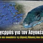 Συναγερμός για τον λαγοκέφαλο: Δείτε χάρτη που αποκαλύπτει τις ελληνικές θάλασσες όπου έχει εξαπλωθεί