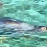 Τεράστια φώκια εμφανίστηκε σε παραλία της Σύμης και ξετρέλανε τους λουόμενους (VIDEO)